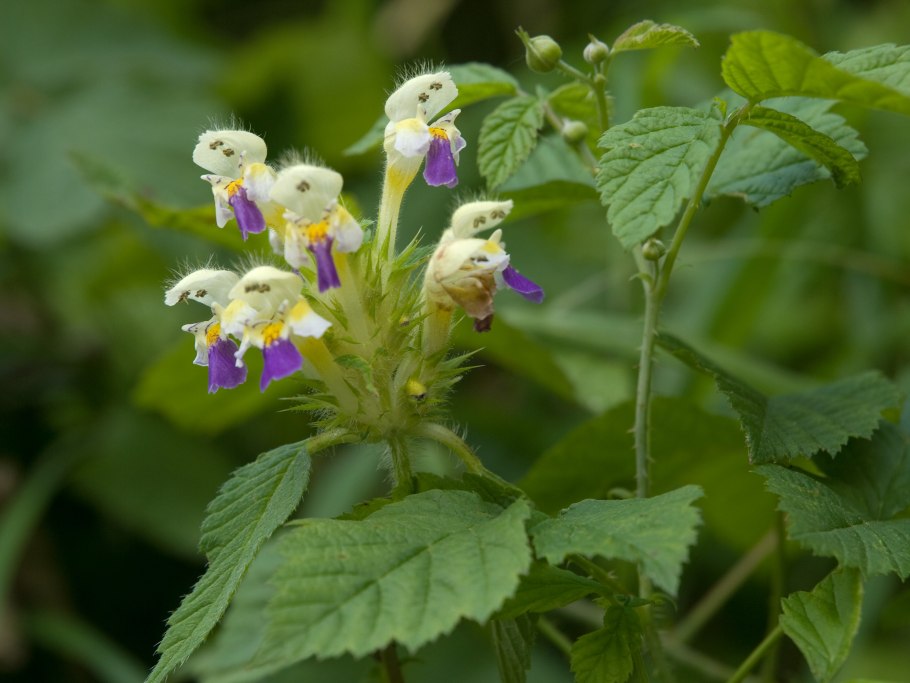 Glandularia canadensis