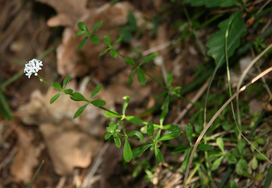 Euwallacea Fornicatus
