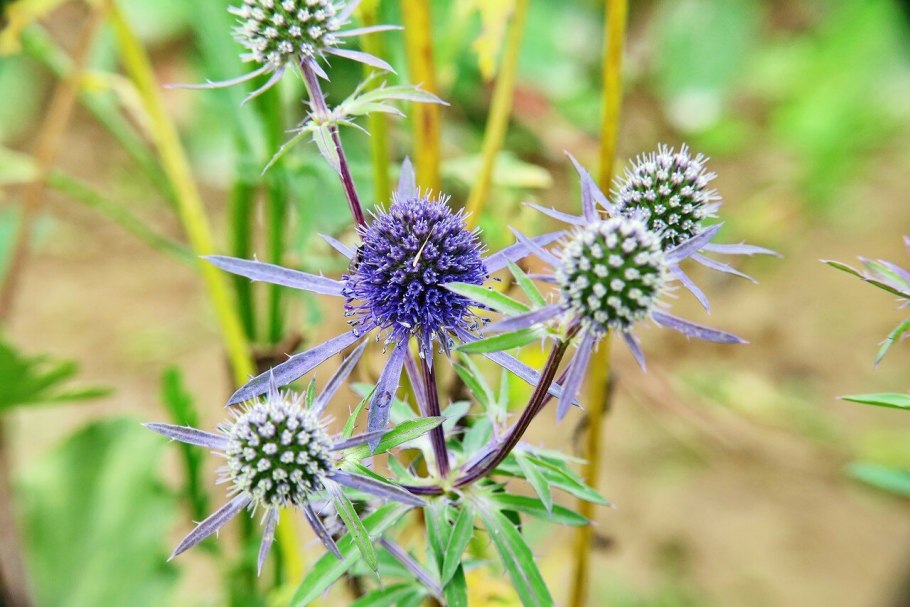 Львиный зев полевой