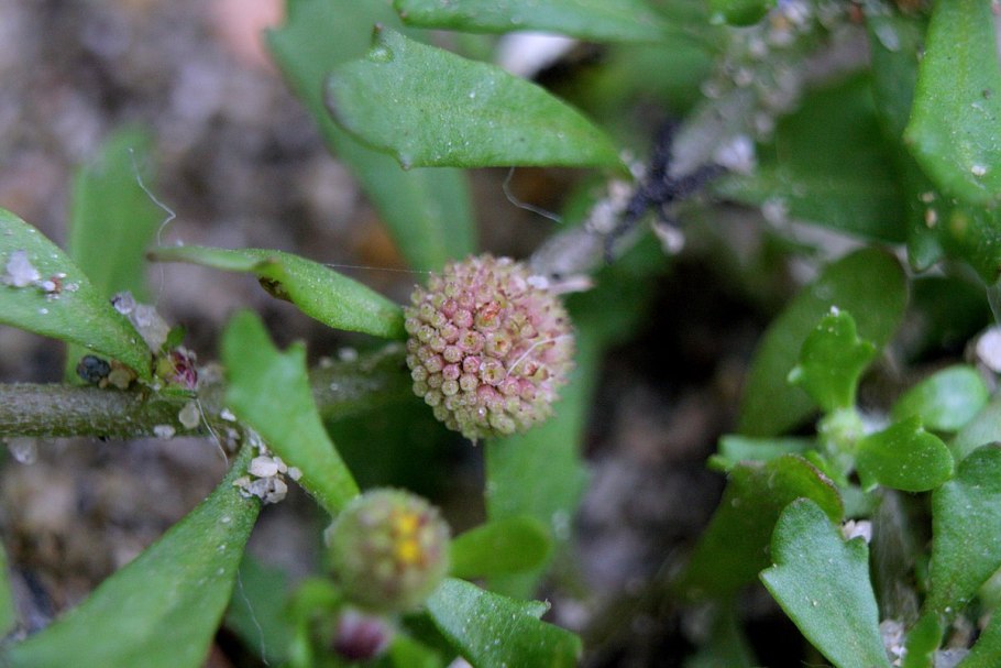 Callitris rhomboidea