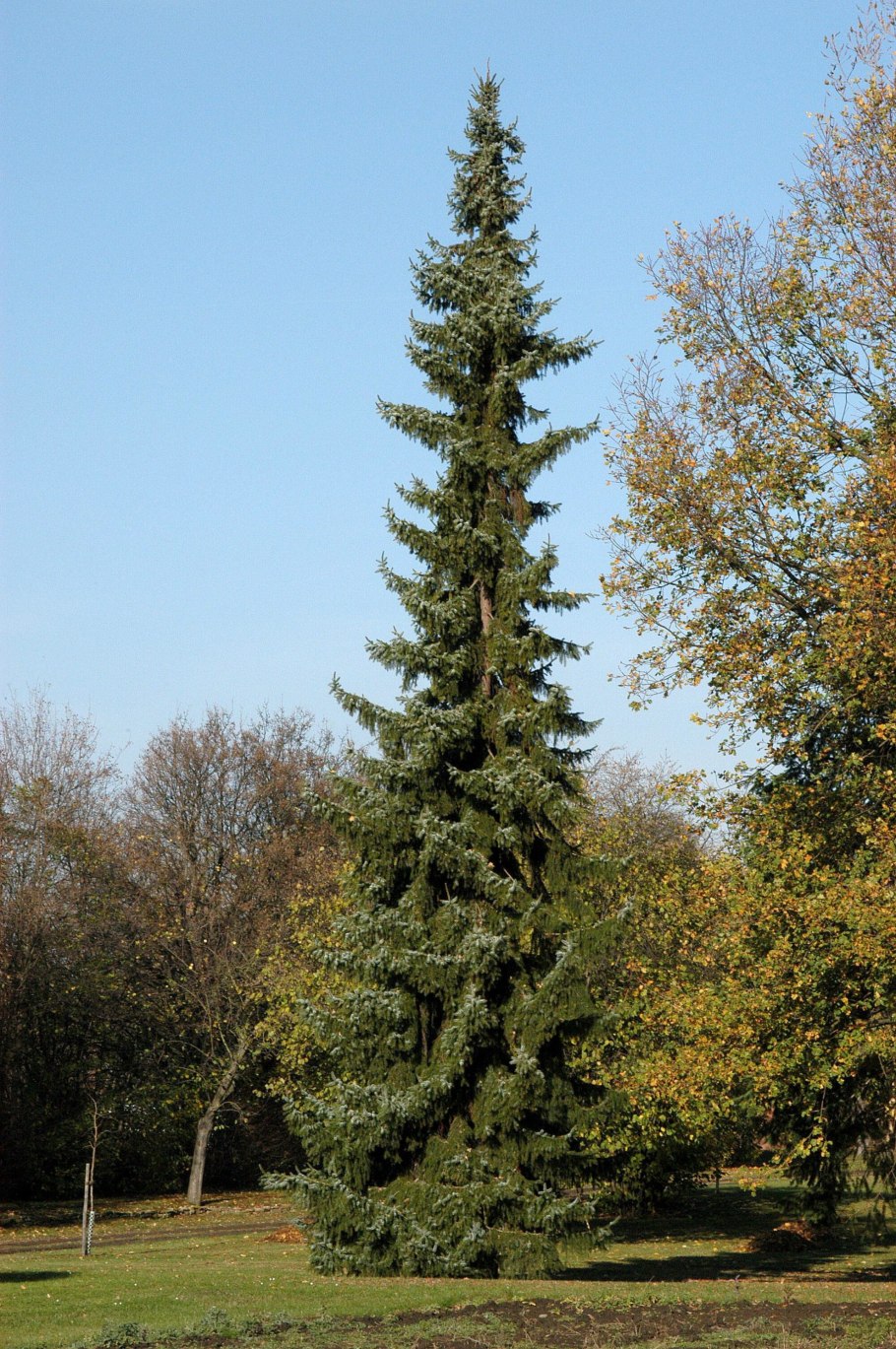 Ель Оморика Нана