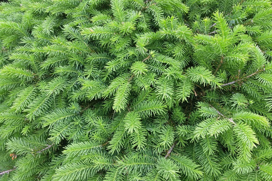 Ель Сербская Picea omorika