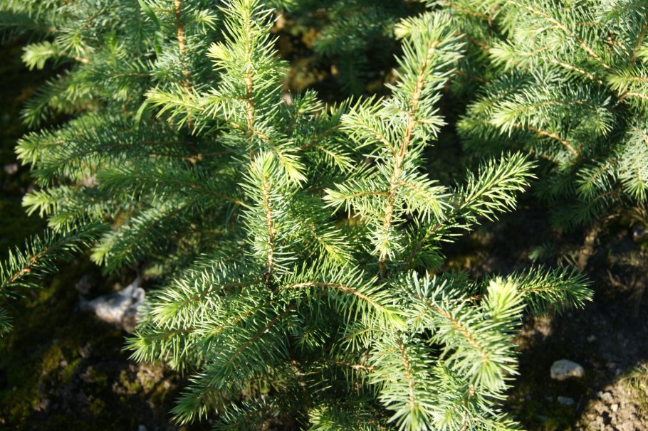 Ель Оморика Нана