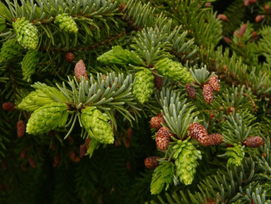 Ель Сербская Оморика