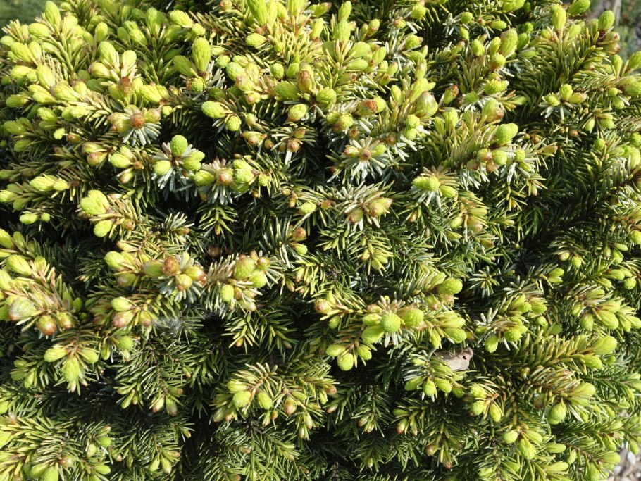 Ель Сербская Picea omorika