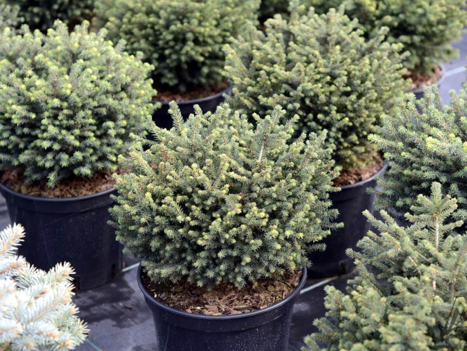 Picea omorika Tremonia (pa)