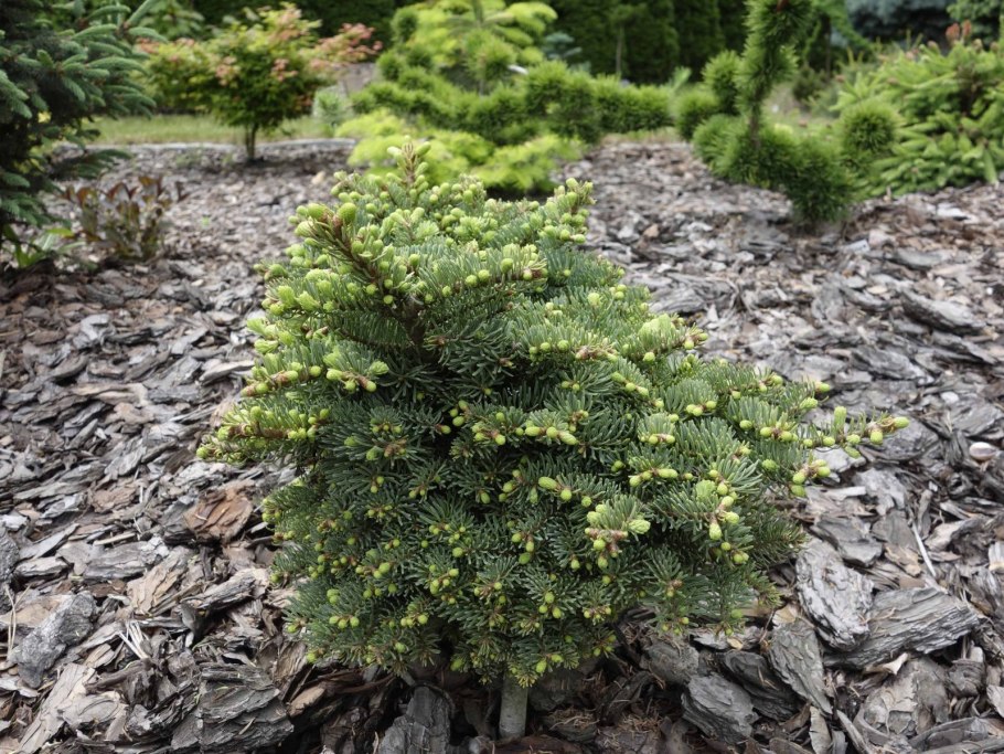 Ель Сербская Цукерхут