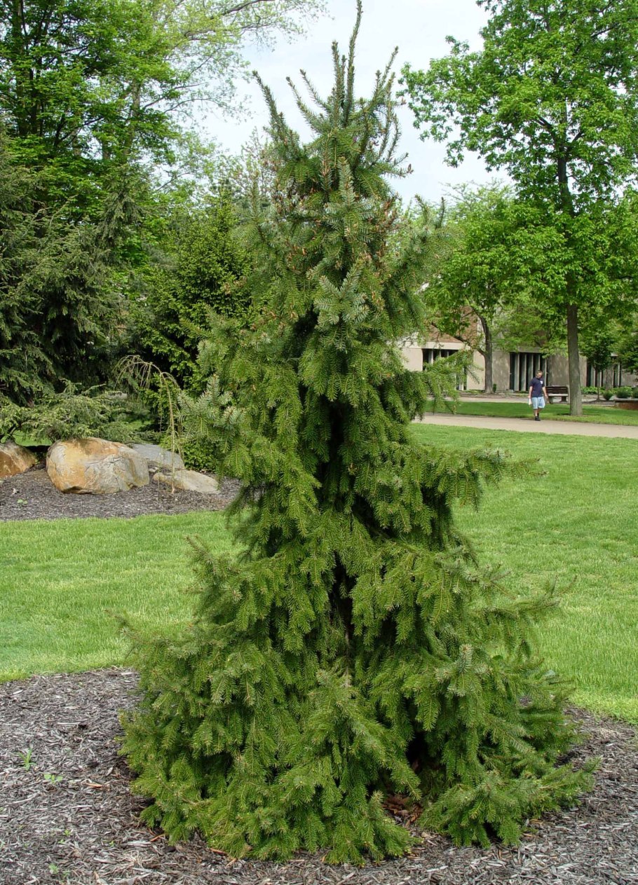 Ель Сербская Пендула Брунс