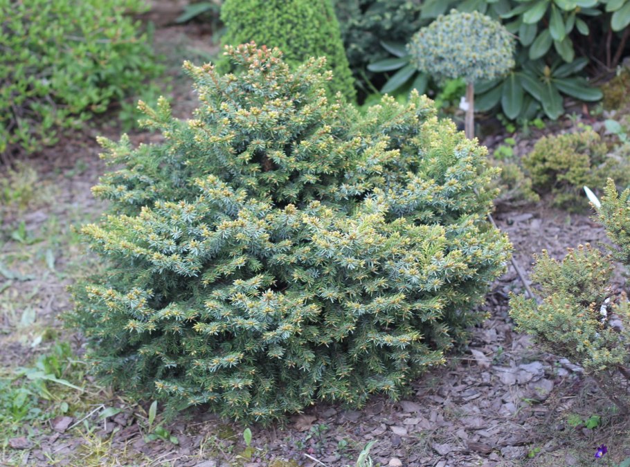 Пицея Оморика Карел