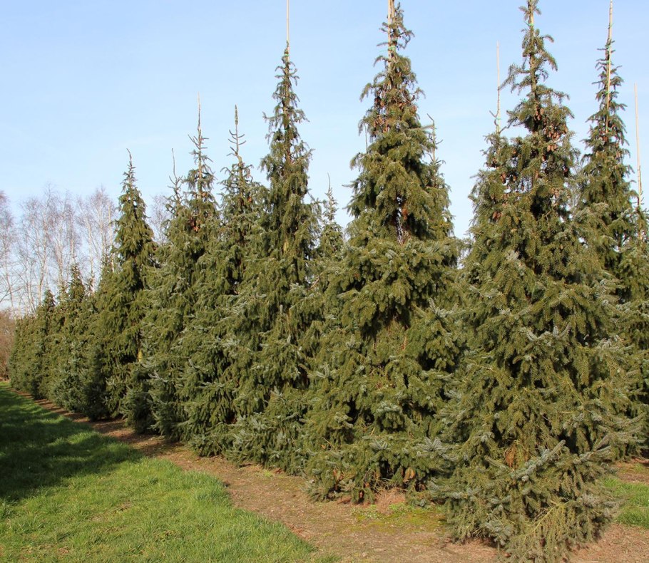 Пихта Оморика