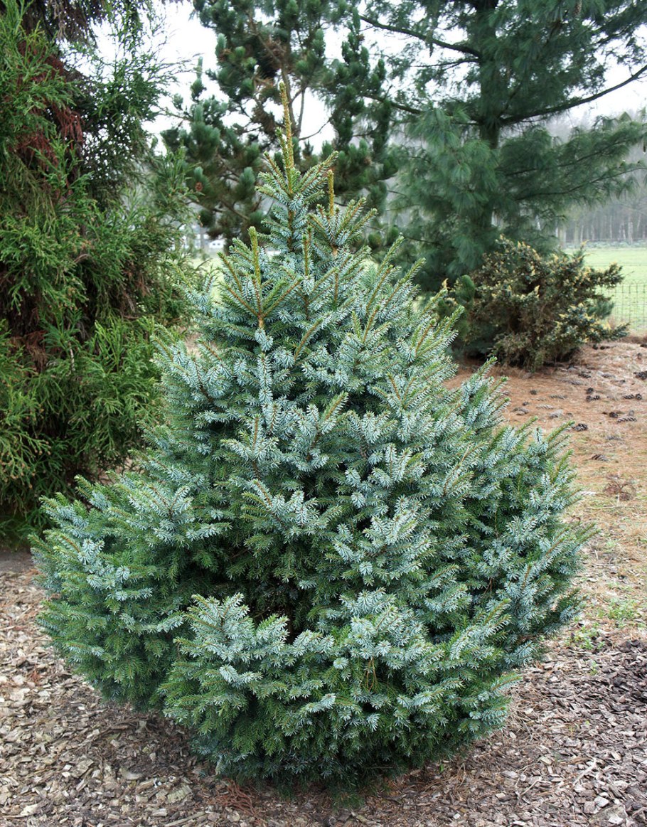 Ель Оморика Карел