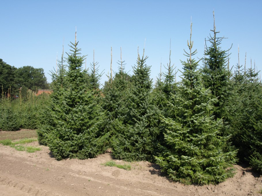 Ель Сербская Picea omorika