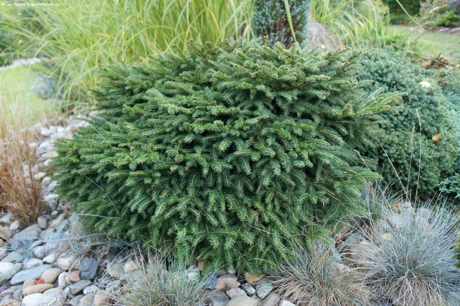 Ель обыкновенная нидиформис