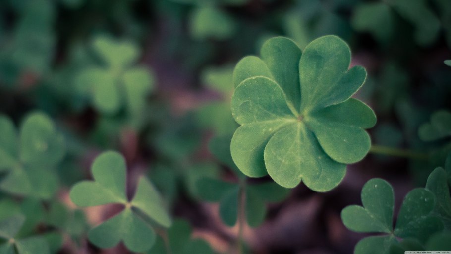 Пунцовый Клевер Клевер Луговой