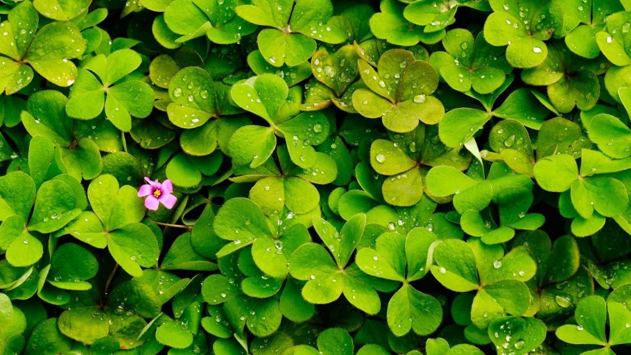 Четырехлистный Клевер на зеленой меловой доске