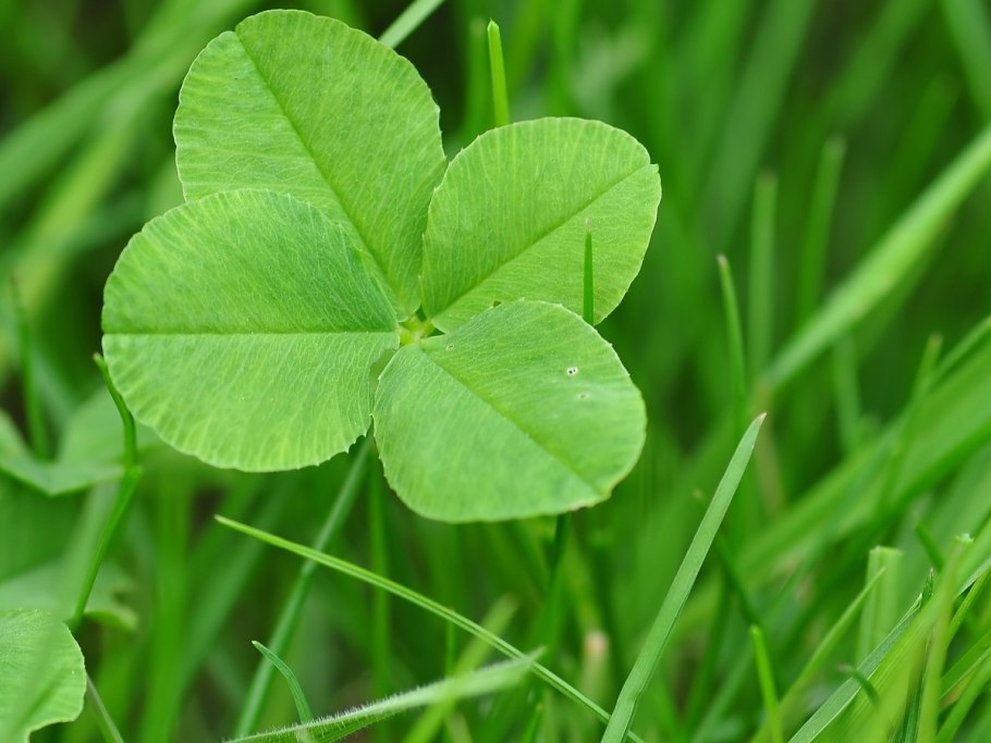 Трилистник растение
