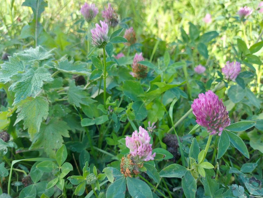 Клевер Витязь Луговой