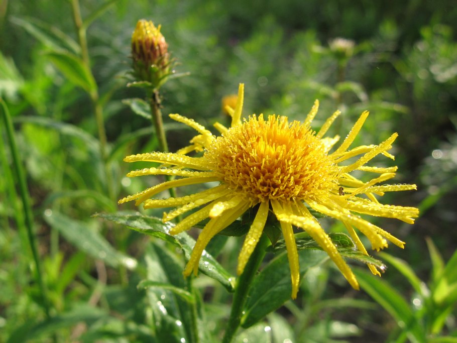Девясил японский
