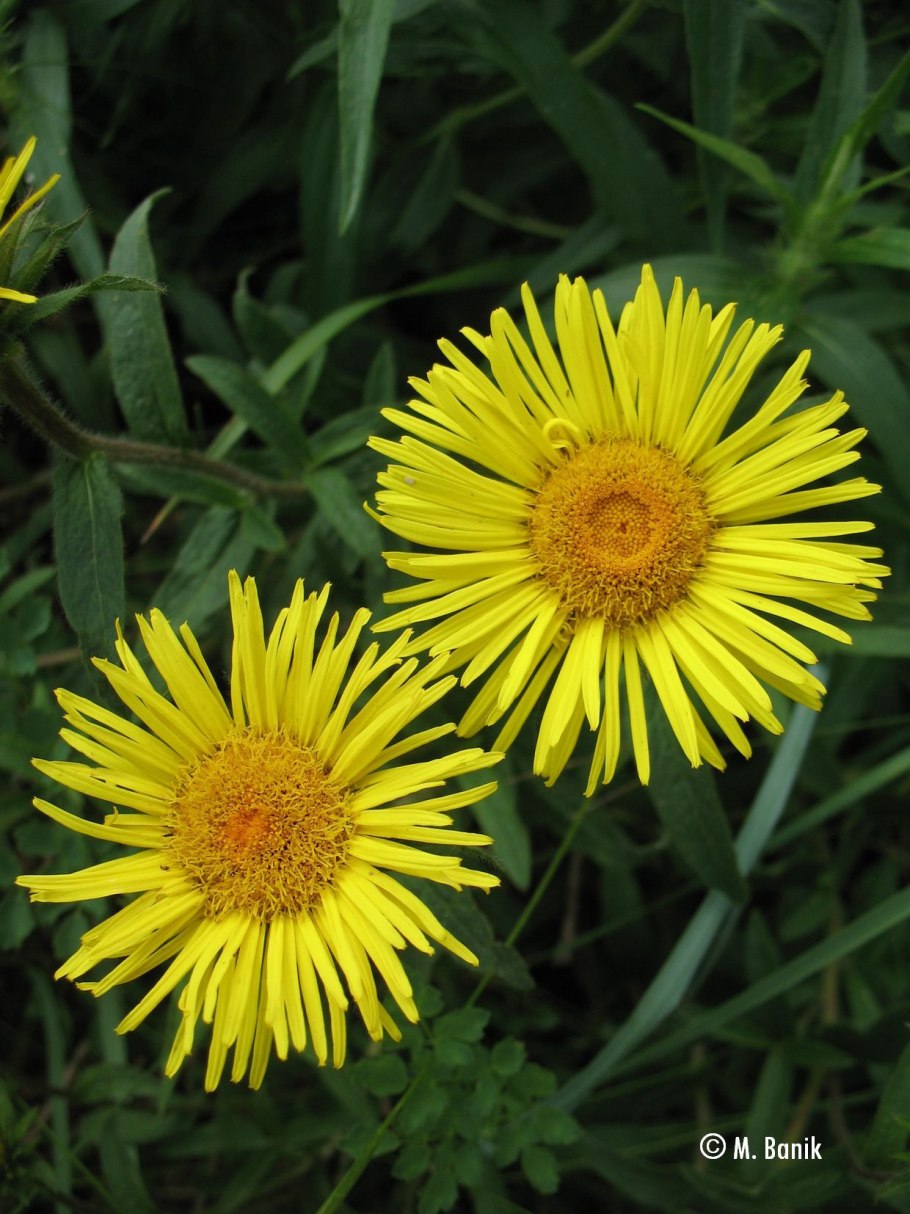 Девясил мечелистный