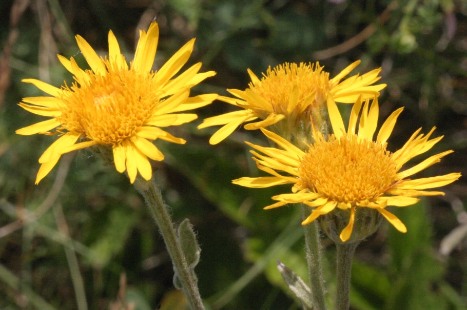 Девясил глазковый