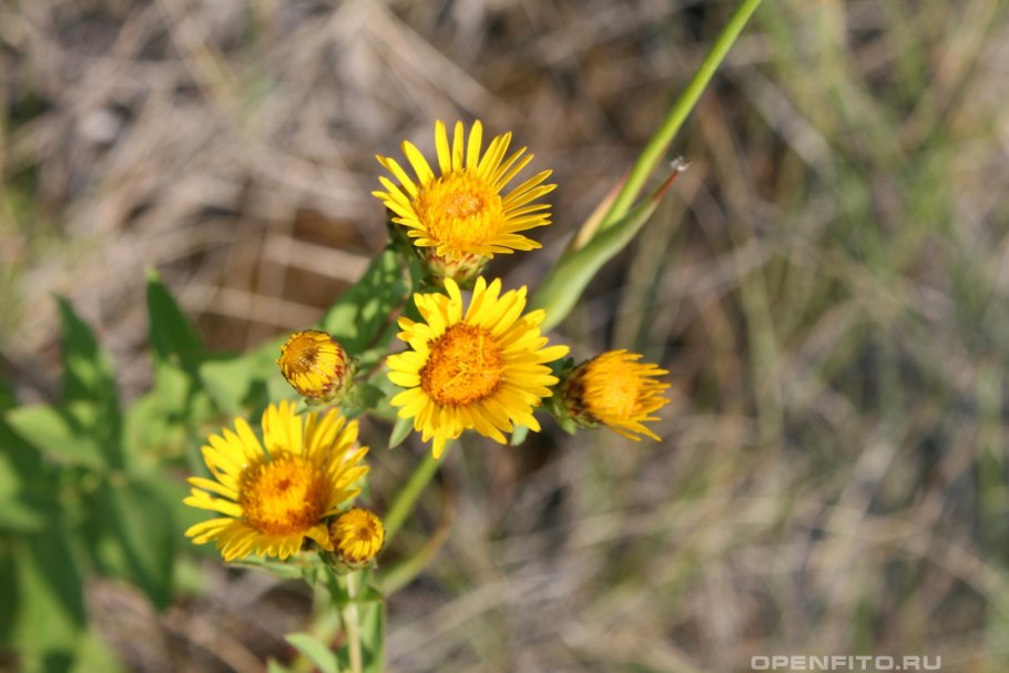 Растение девясил глазковый