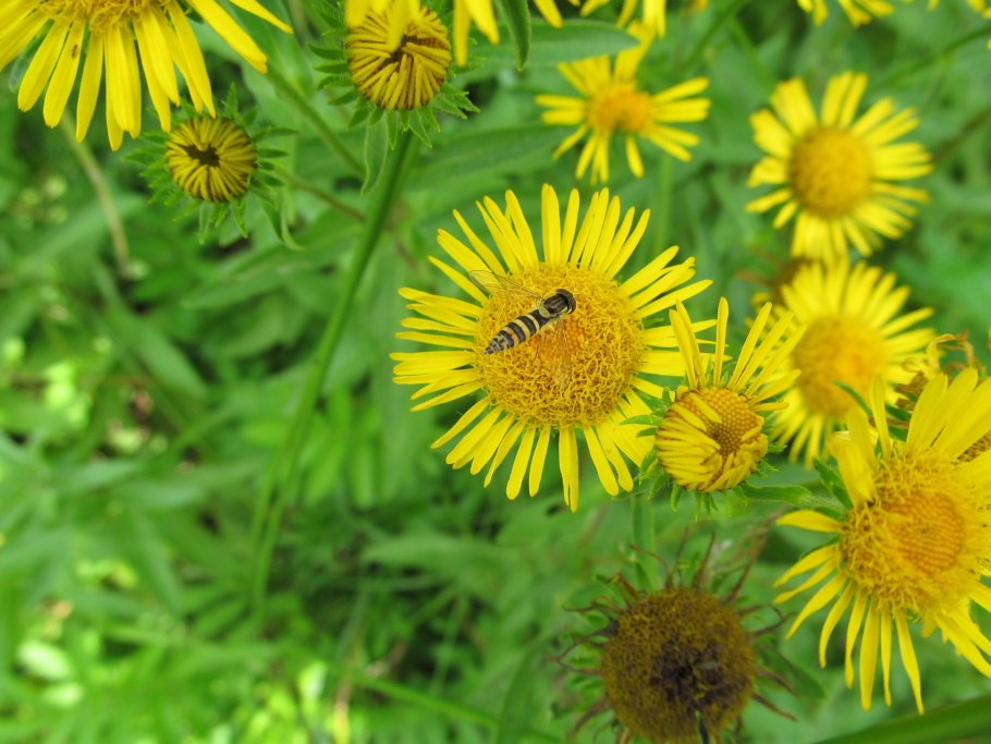 Inula mildbraedii