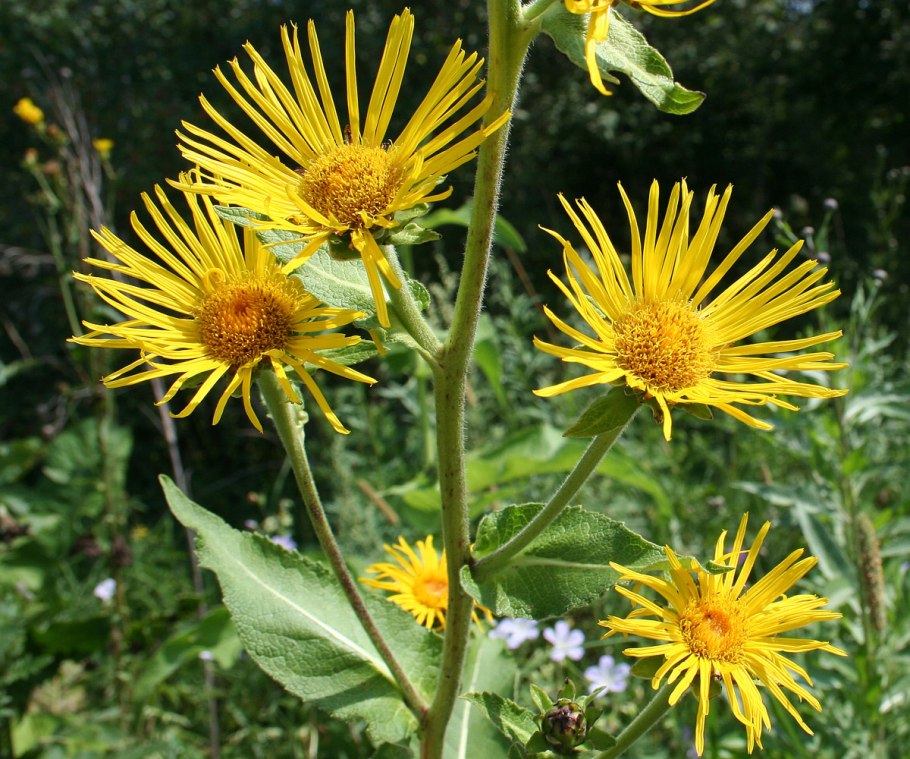 Девясил британский Inula Britannica