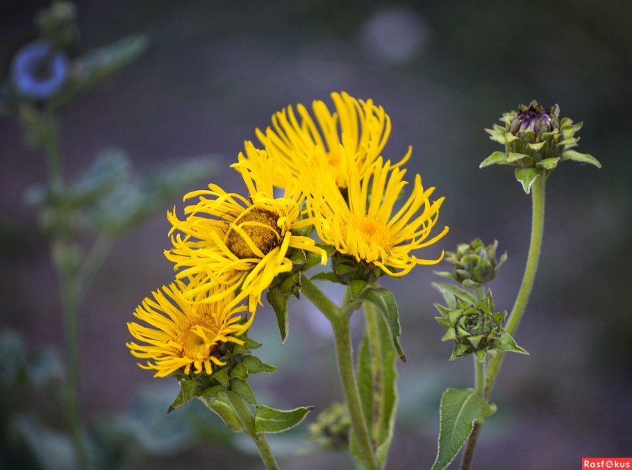 Девясил Восточный
