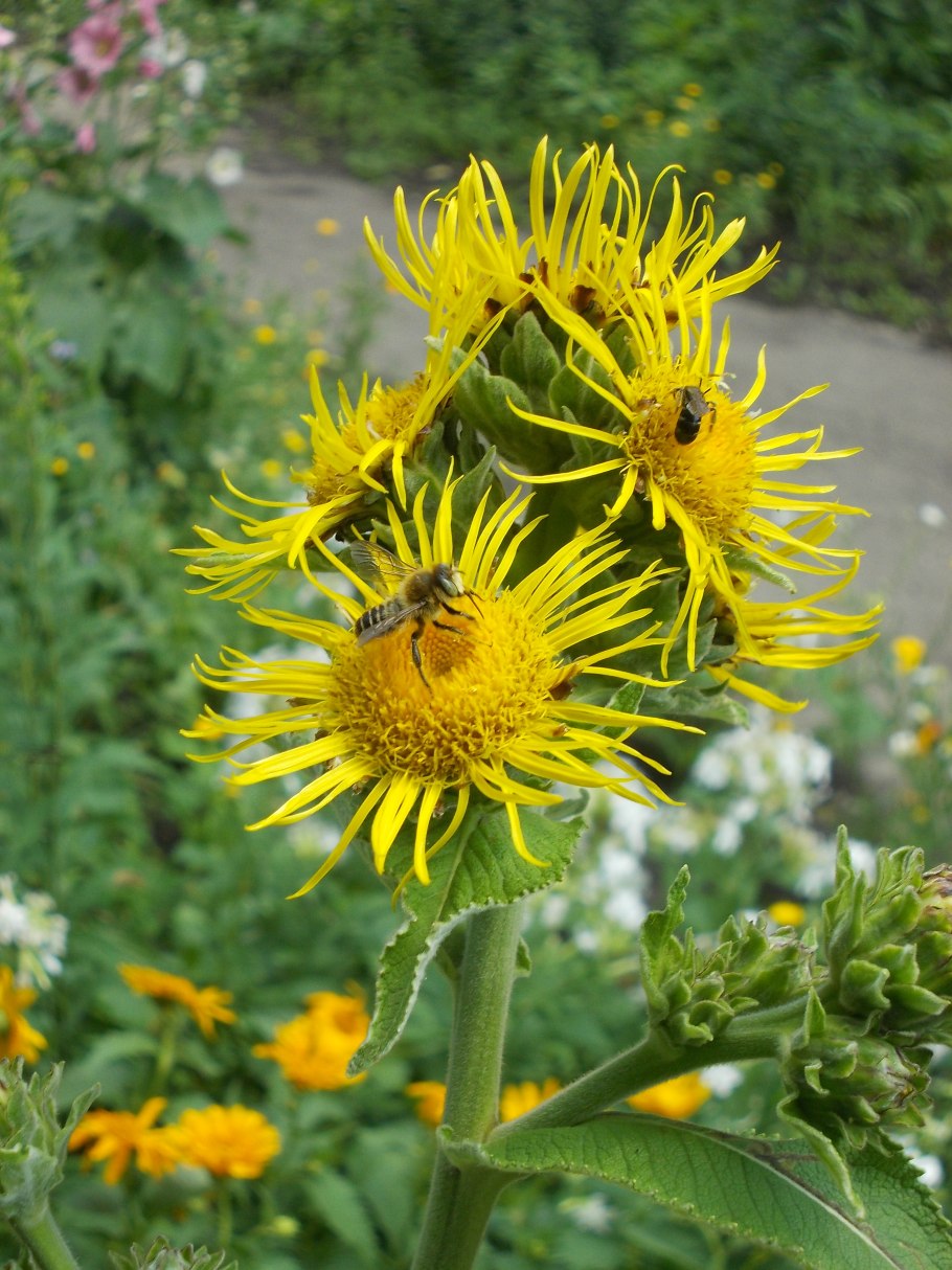 Девясил Rhizocephala