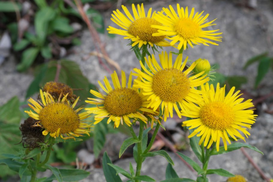 Девясил Луговой