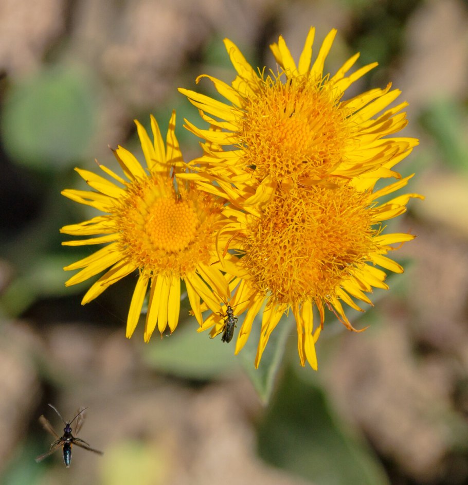 Девясил Голден Еллоу