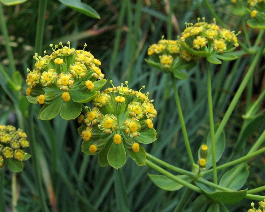 Володушка серповидная