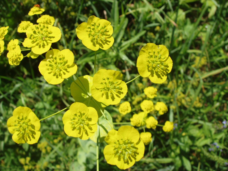 Володушка Лесная дива