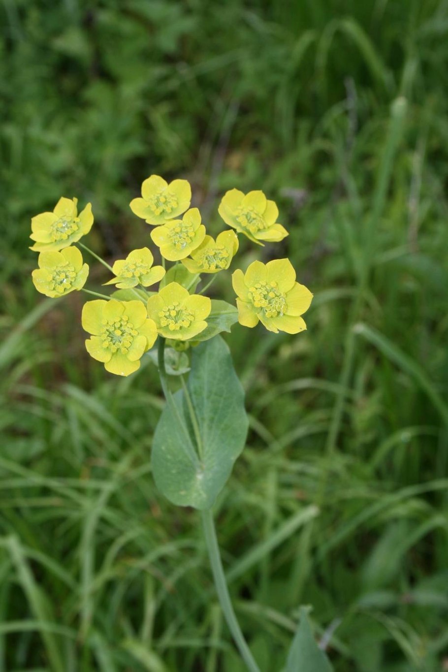 Володушка серповидная Bupleurum falcatum