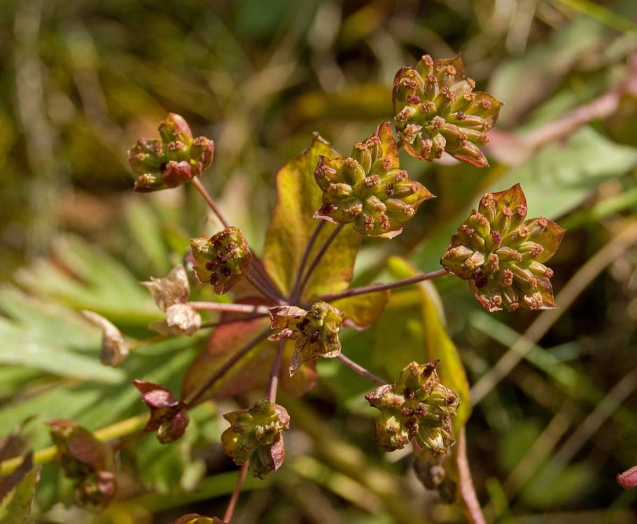 Володушка козелецелистная
