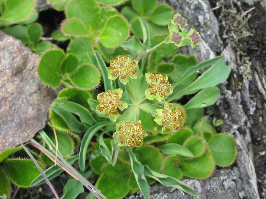 Молочай лозный (Euphorbia virgata)