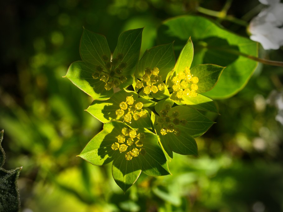 Володушка Лесная дива