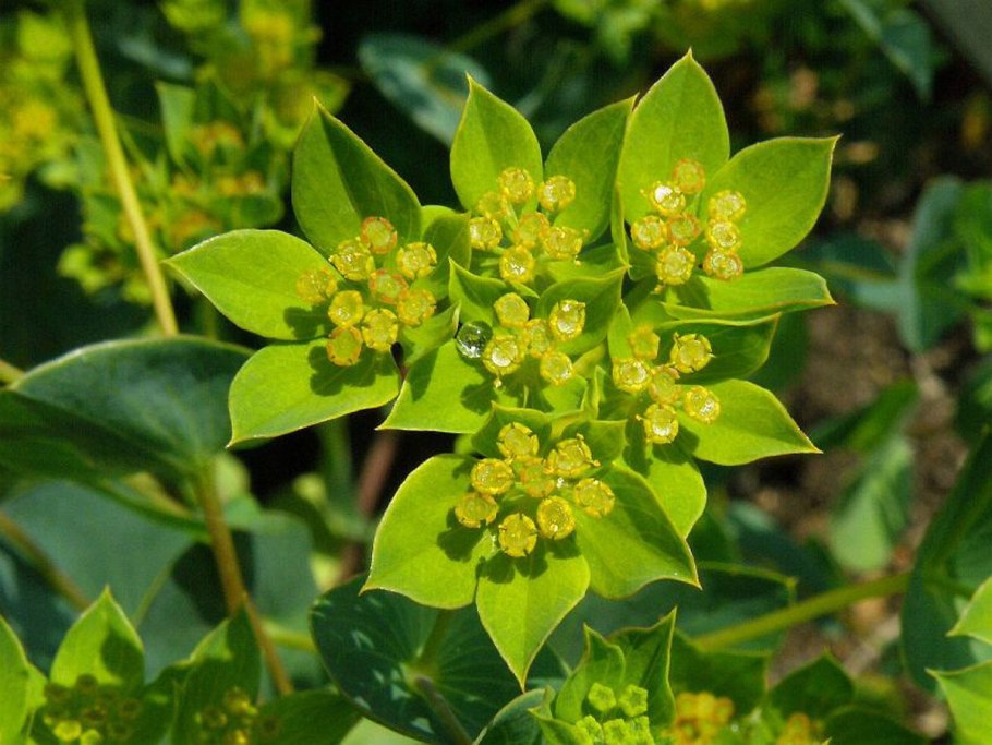 Володушка круглолистная