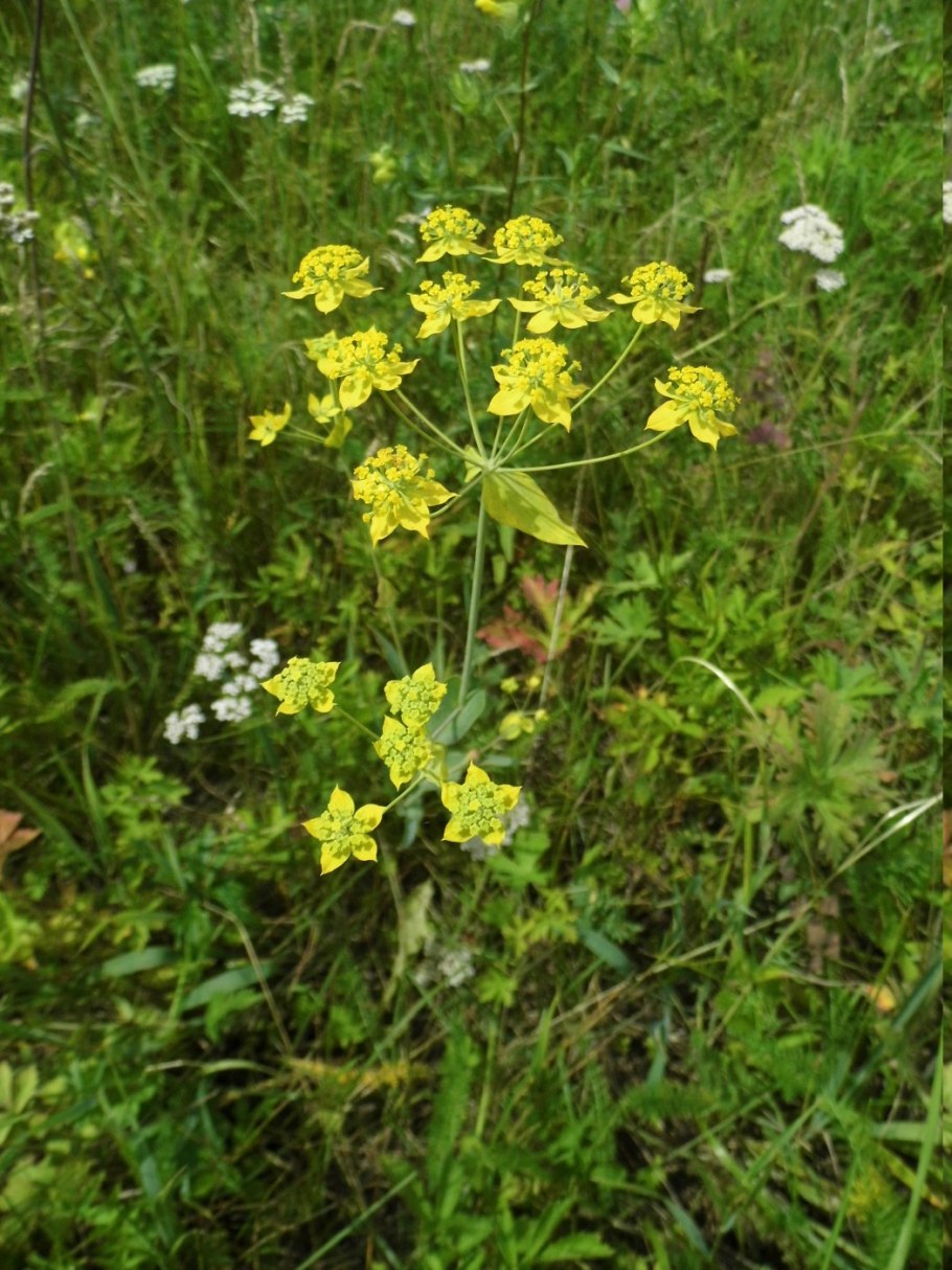 Володушка многожилковая (Bupleurum multinerve DC.)