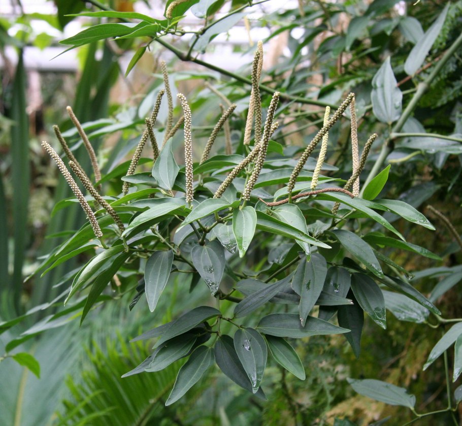 Перец кубеба растение