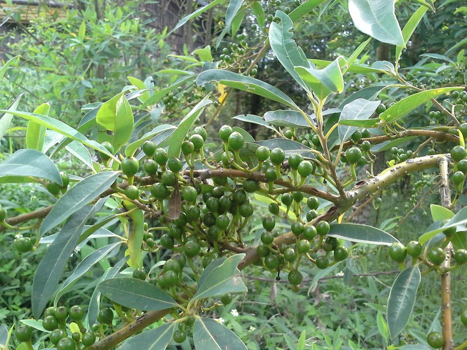 Левзея кубеба цветок