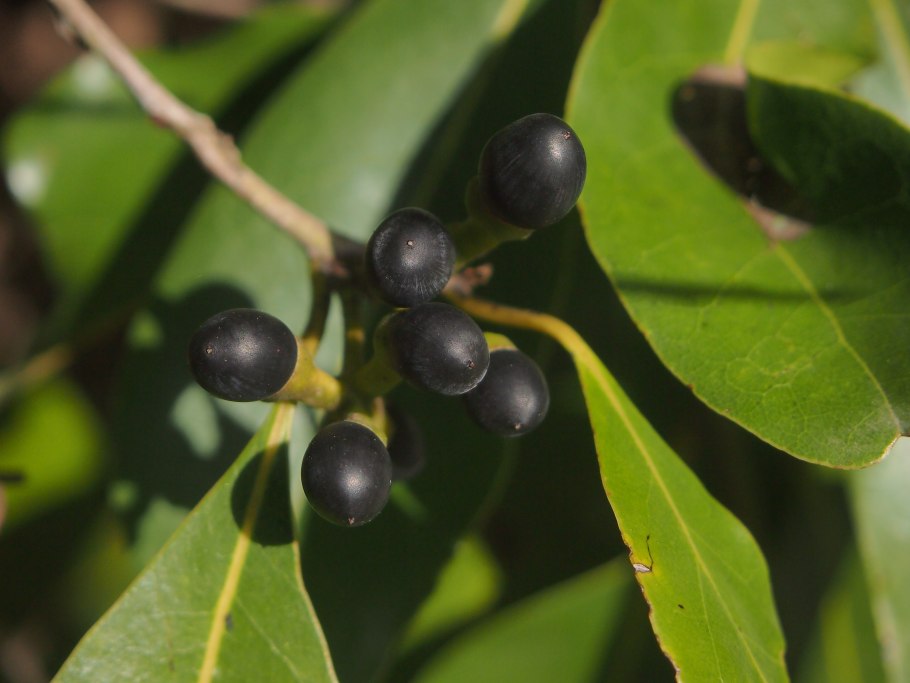 Литсея кубеба растение
