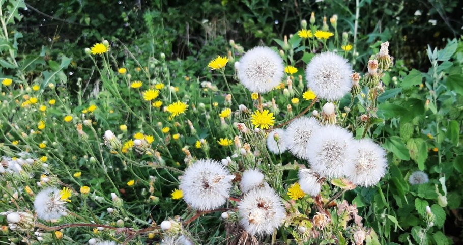 Карбюратор leader pz19jb