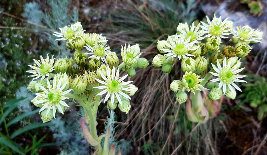 Козлобородник корень