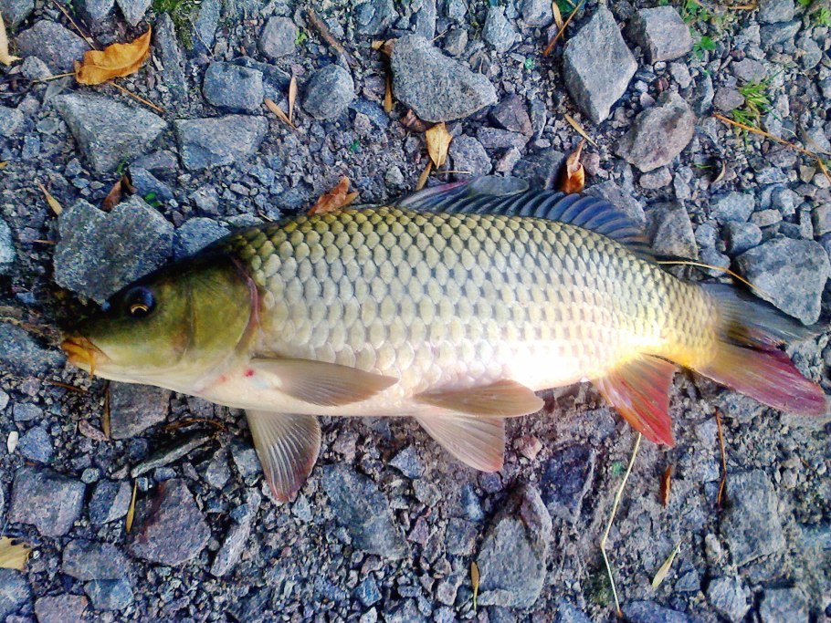 ФК Русь Днепровская