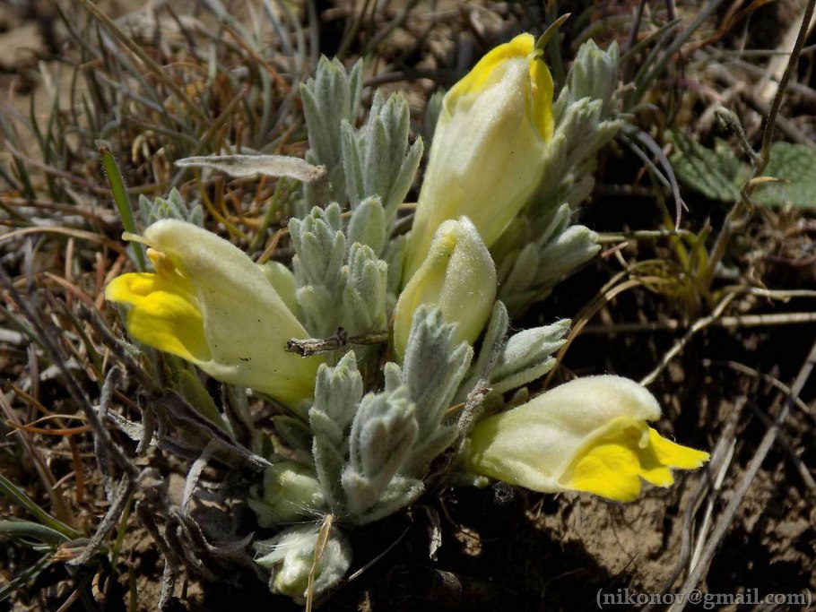 Цимбохазма Днепровская фото