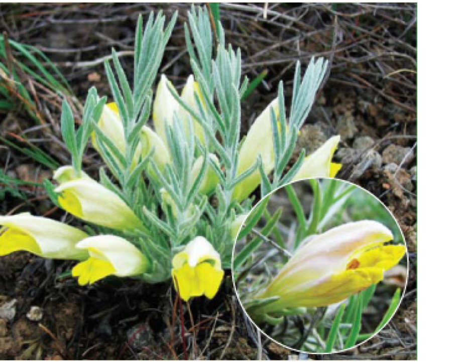 Цимбария Днепровская