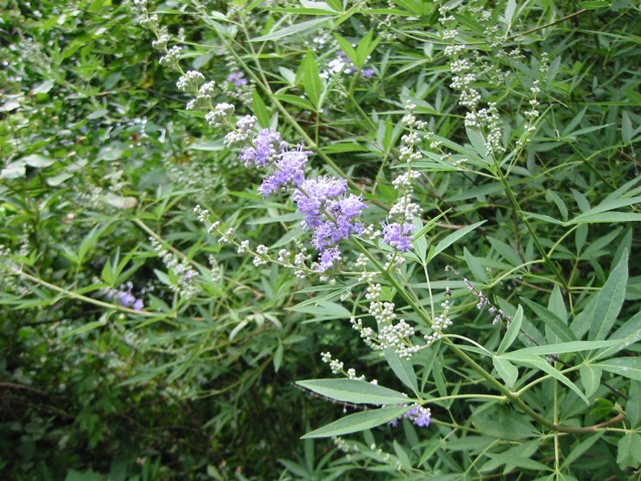 Адриана Чечик Gabriella Paltrova