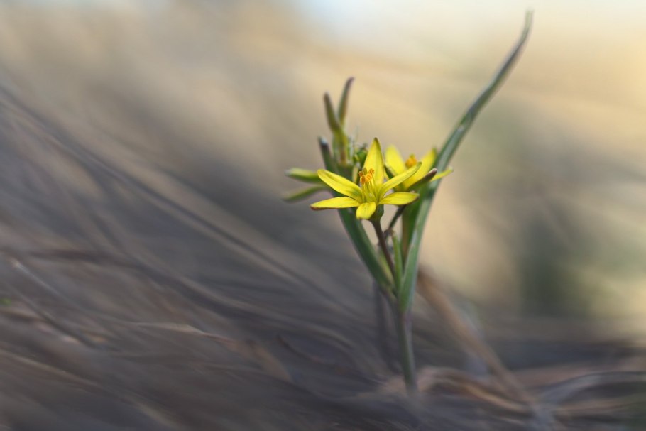В реке Южный Буг, обнаружены огромные рыбы