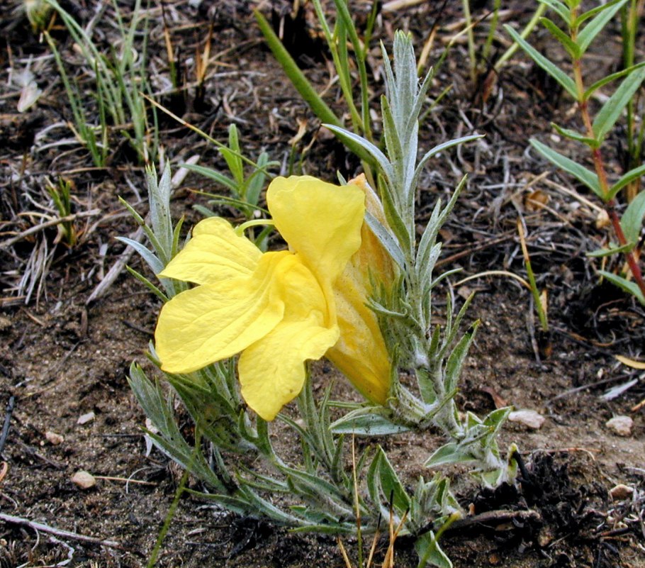 Цимбария Днепровская